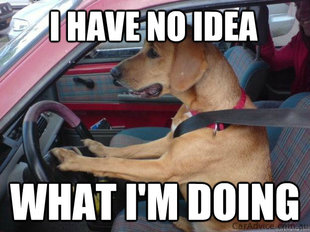 Dog Driving Car meme