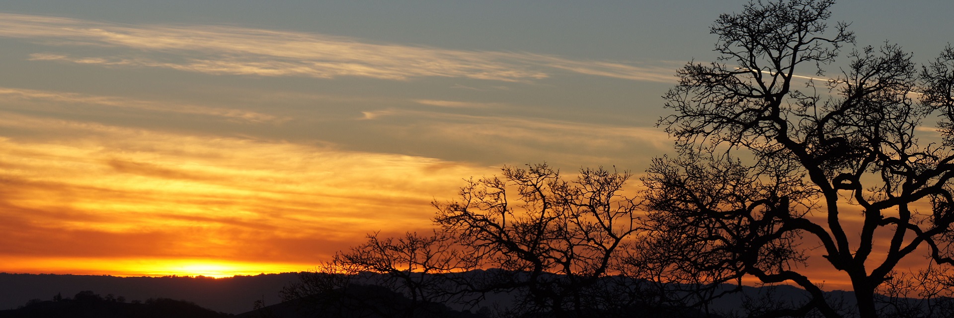 Oak Tree Silhouette Panoramic Sunset. Joseph D. Grant County Park, Santa Clara County, California, USA.